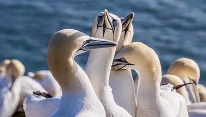 凯发官方网站：开启专业娱乐平台的新纪元