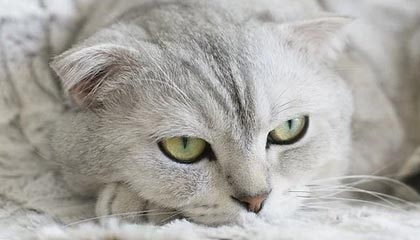 华体会官方网站：让信赖成为最闪亮的入口