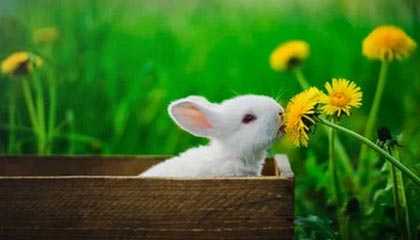 凯发官方网站：开启专业娱乐平台的新纪元